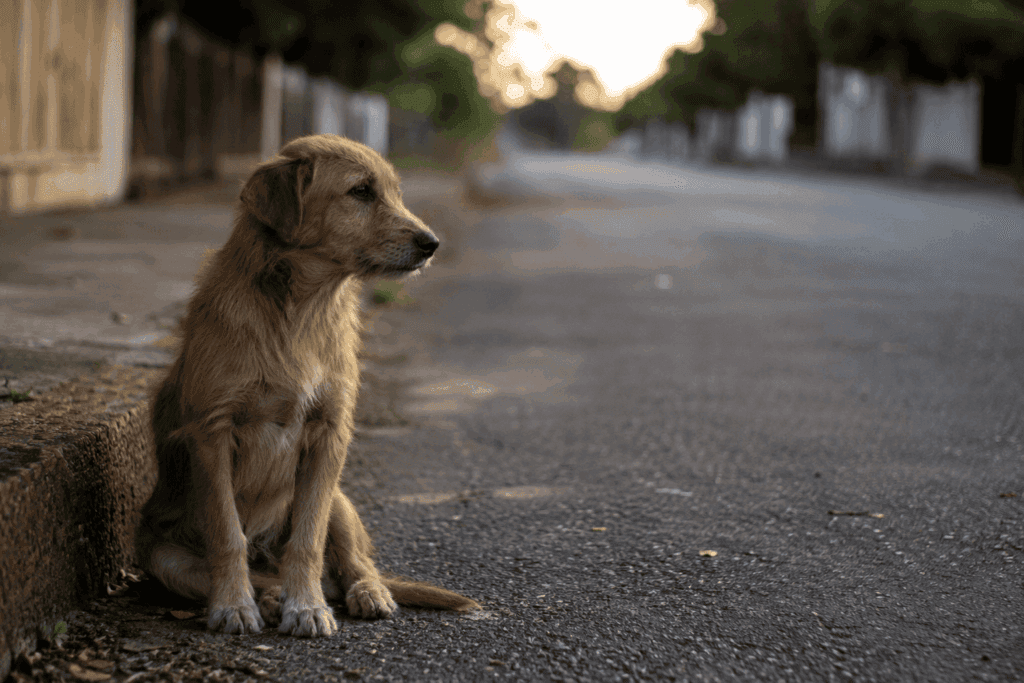 Brasil tem 30 milhões de animais abandonados e férias de julho acendem alerta para aumento dos casos